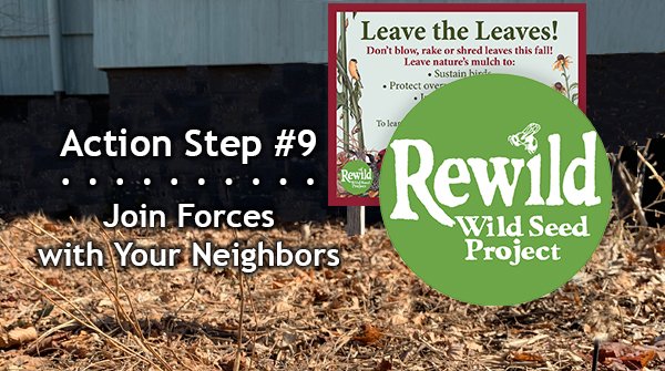Rewilding Action Step #9: Join forces with your neighbors to connect fragmented habitat into migration corridors for birds and pollinators.

Pledge to Rewild (bit.ly/pledge-to-rewi…) — get free info &amp; resources to learn. #PledgeToRewild10ActionSteps #PledgeToRewild