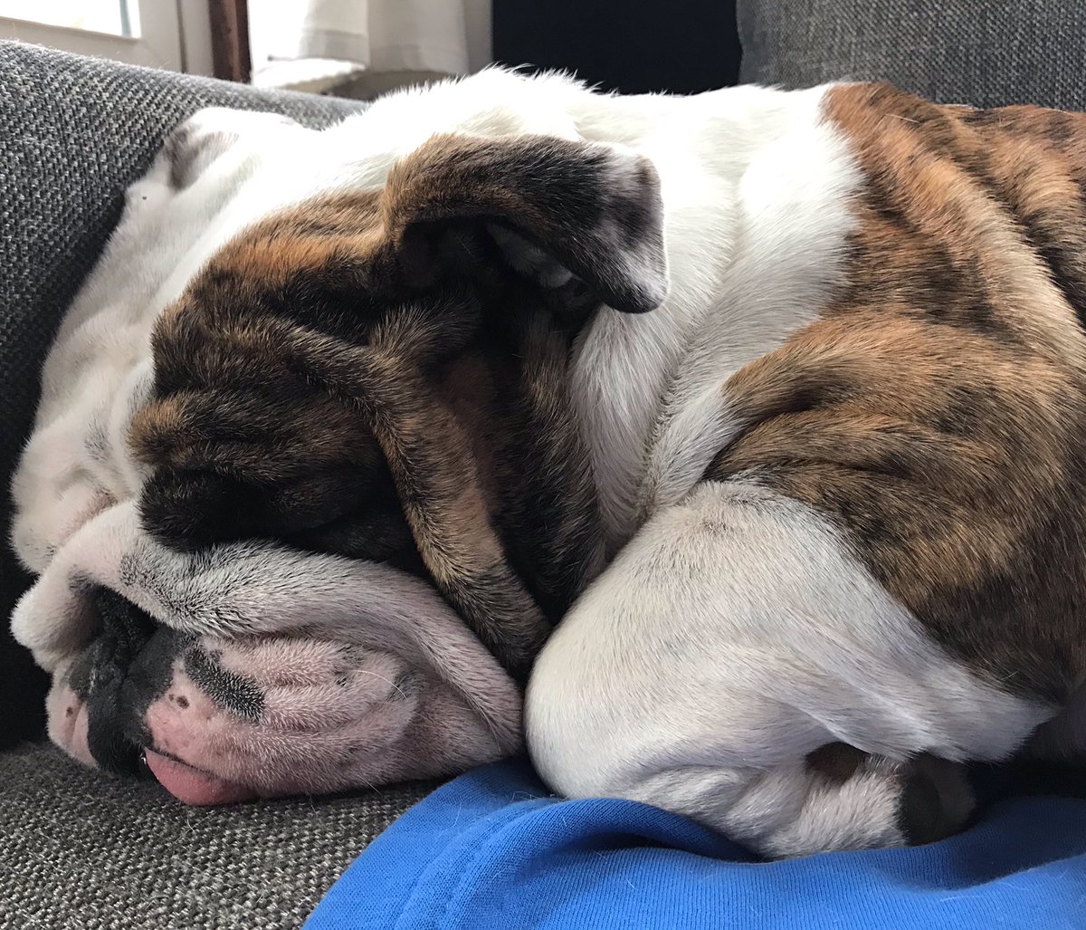 Spending #NationalPuppyDay at <a href="/aheinz57/">AHeinz57 Pet Rescue</a> really wears a guy out! So for the rest of the day I’ll just be here, snoozing away with dreams of forever homes for Peaches and Gus and Barrett and Gypsy and Harley and............... <a href="/DrakeUniversity/">Drake University</a>