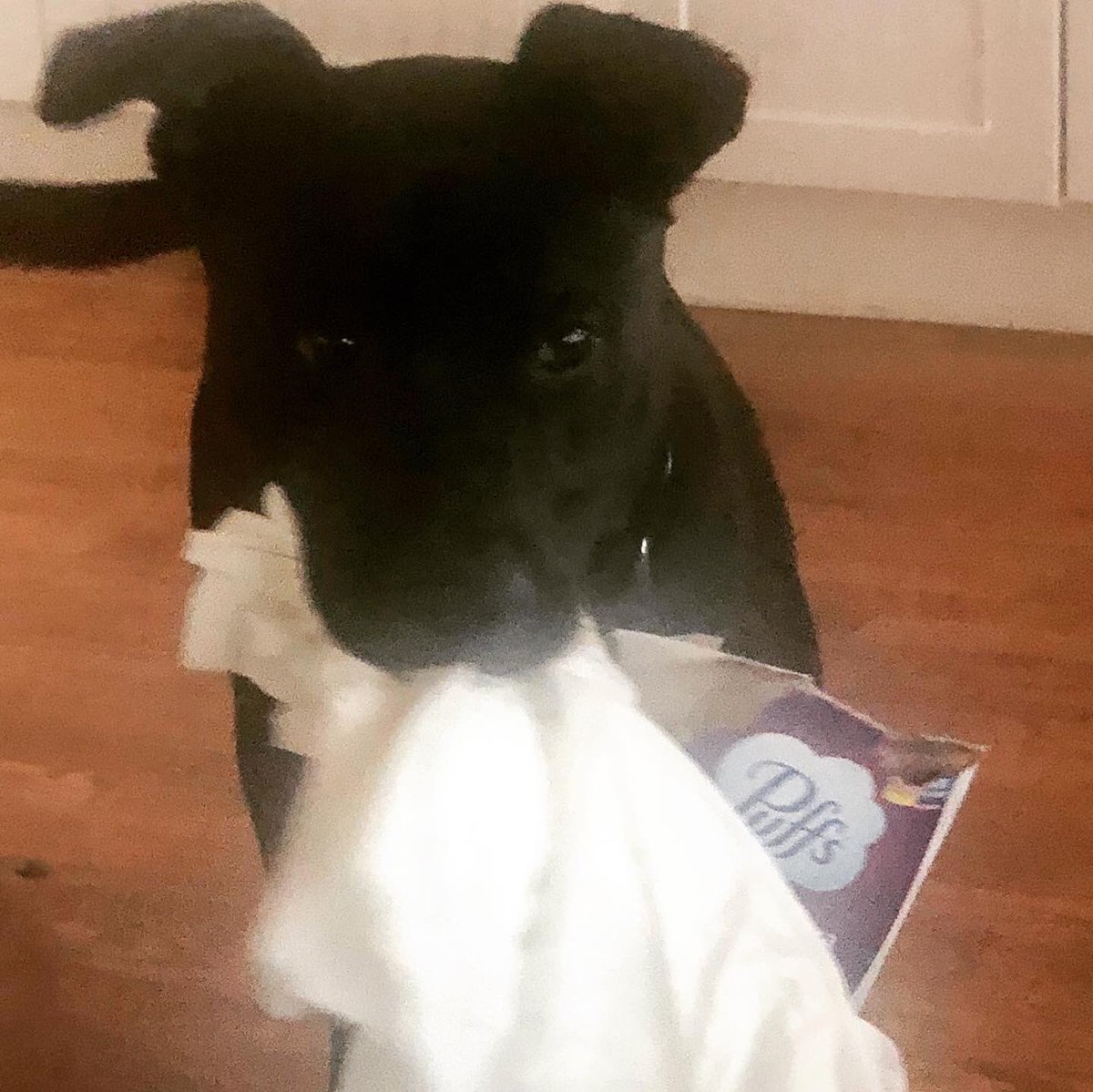 StarkeyMeredith's tweet photo. Did someone say #NationalPuppyDay? @Puffs https://t.co/H9Mx5sZdDx