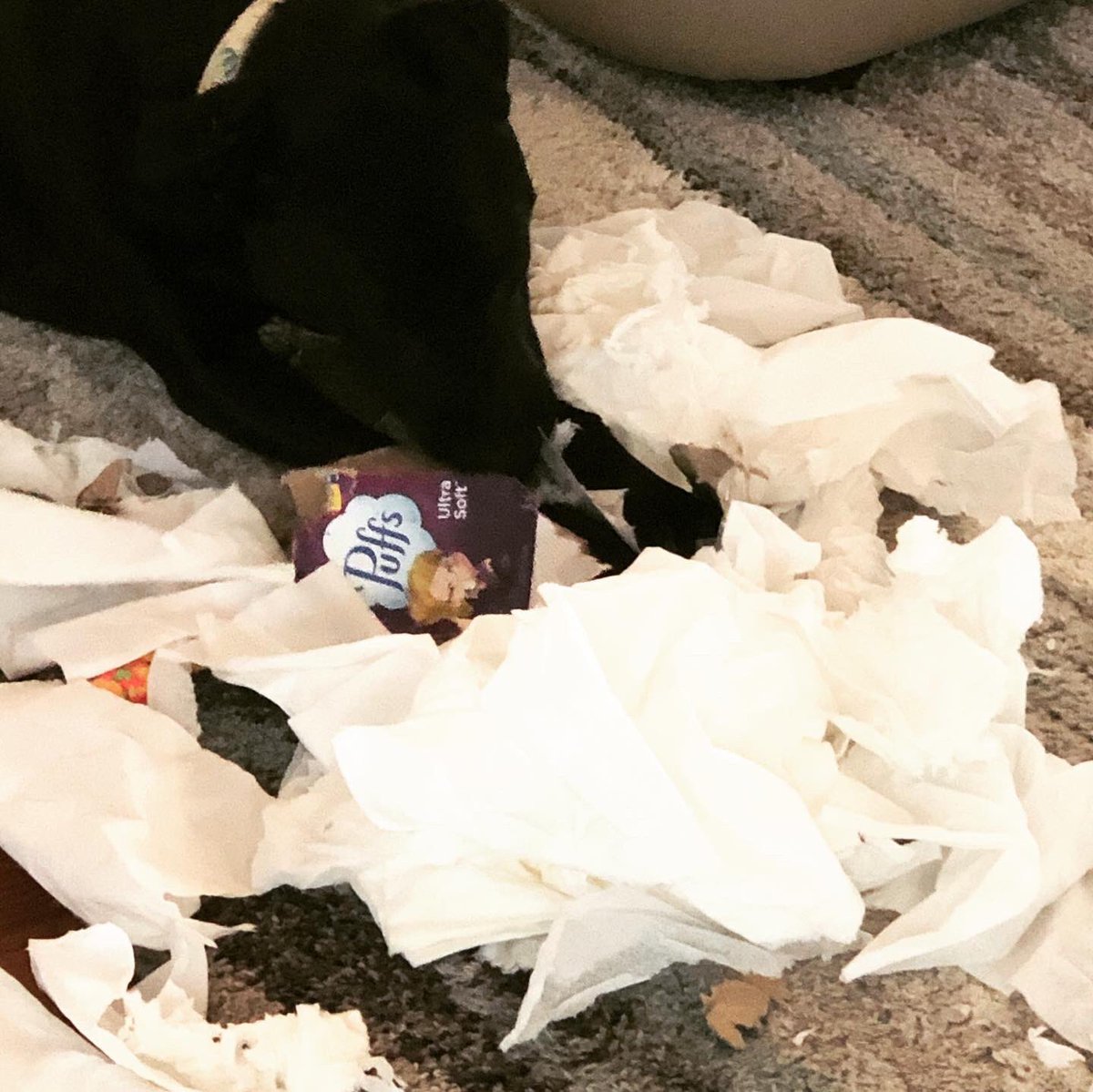 Did someone say #NationalPuppyDay? <a href="/Puffs/">Puffs</a>