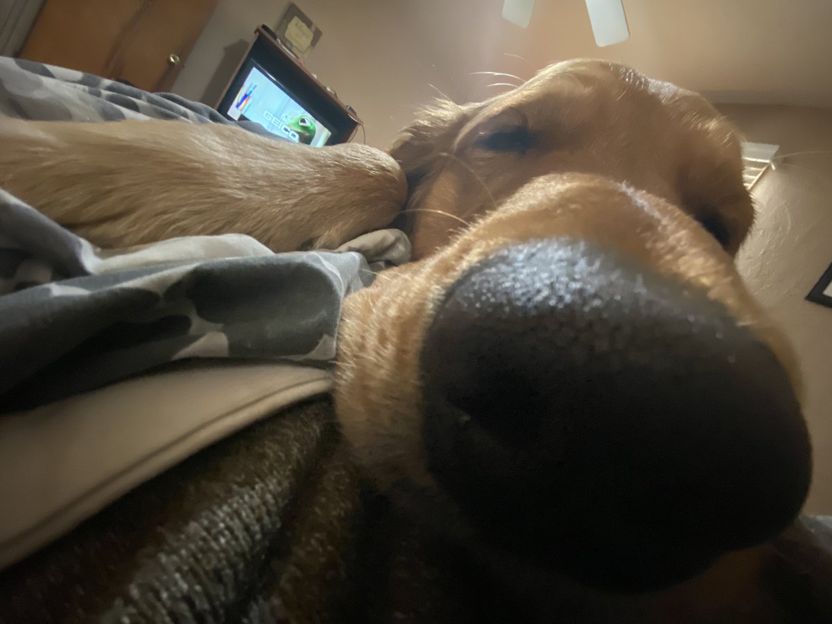 kphillips11234's tweet photo. @dog_feelings @dog_rates https://t.co/txi2F2bwSr