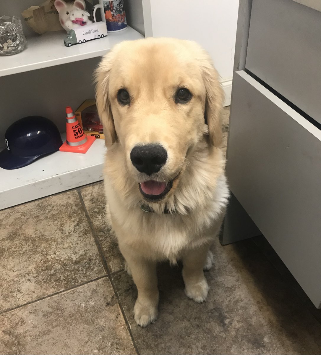 GemsEvents's tweet image. March 23rd is #nationalpuppyday . This day is meant to celebrate the unconditional love that puppies bring into our lives.  When you visit our GEMS Orlando office you may be lucky enough to see this furry employee!