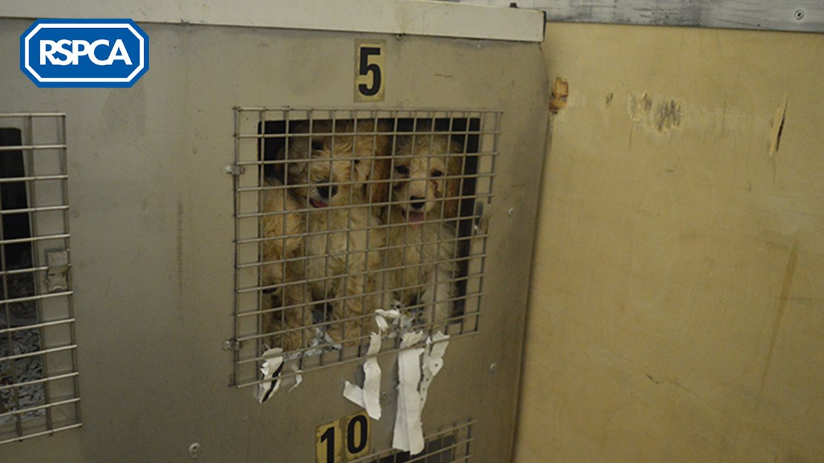 Today #NationalPuppyDay coincides with the anniversary of lockdown, and the world and his dog wanting, well, a dog! With charities and breeders unable to meet demand, people have been importing poorly puppies from overseas 🐶🚚 #ForPupsSake, stop this: bit.ly/3qI0jBd