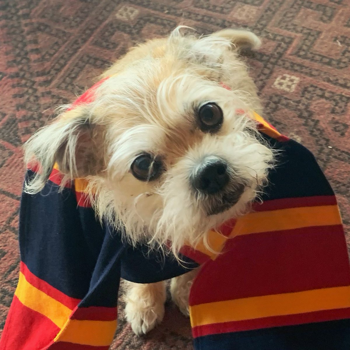 ScottKAnderson's tweet photo. Happy #NationalPuppyDay from my tricolour pup to yours! #queensu #queensuniversity https://t.co/mulkxgjYVJ
