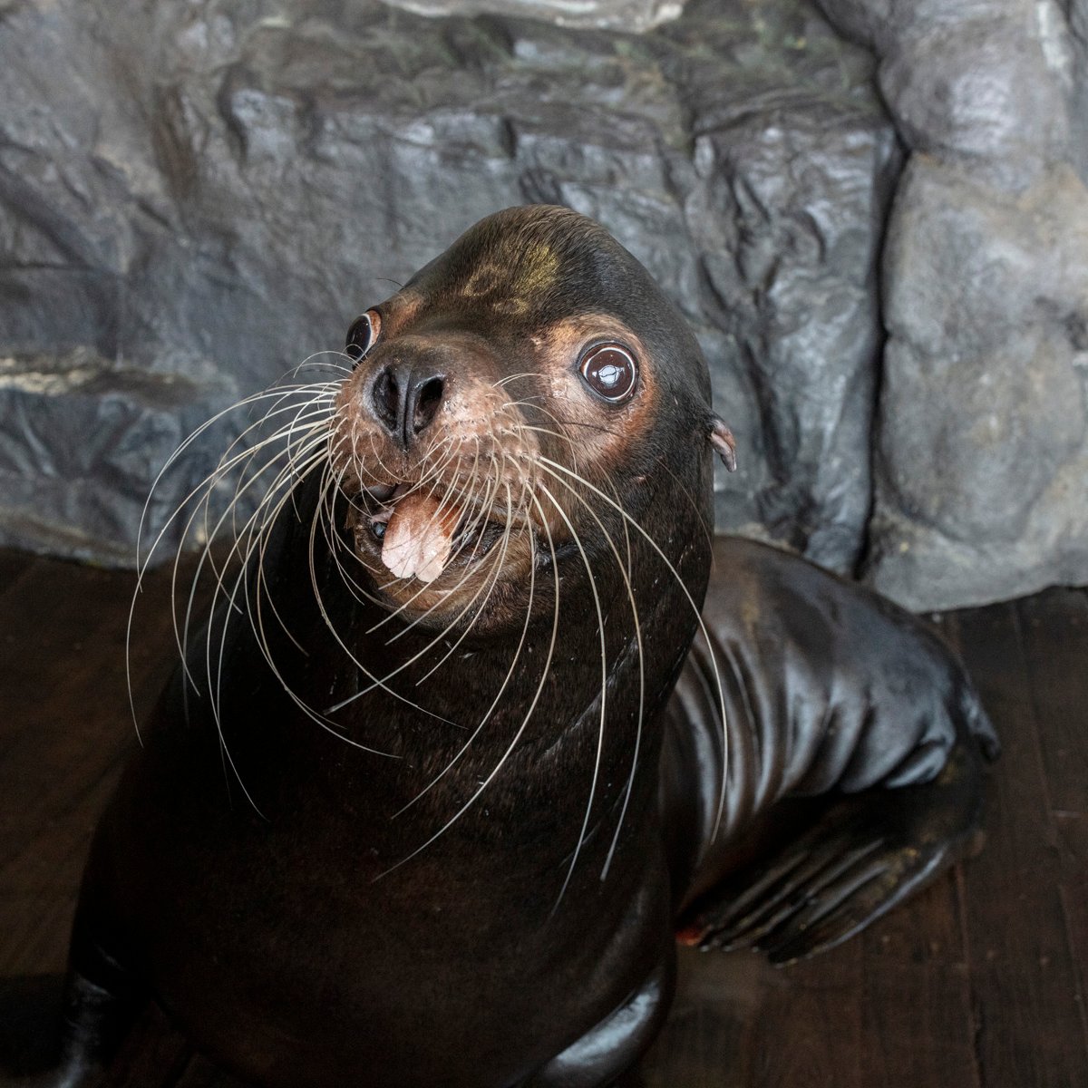 Calling all teachers 👨‍🏫! We are looking for YOUR input around communication preferences 📨 &amp; other needs for next school year. Please take a minute to provide your feedback - we value every voice🙋. Be heard 👂! #SheddEducator surveymonkey.com/r/SheddTeach20…