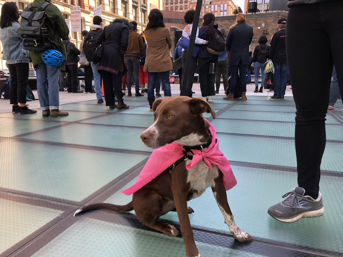 GSOCUAW's tweet photo. Lola 🐶 says “vote yes” to #StrikeOnNYU https://t.co/GfN2piTcLF