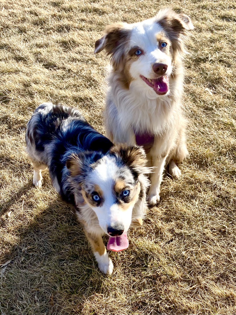 Happy #NationalPuppyDay to this sweet girl who’s only goal in life is to be just like her big sister. So happy it’s finally spring 🌿 #australianshepherd