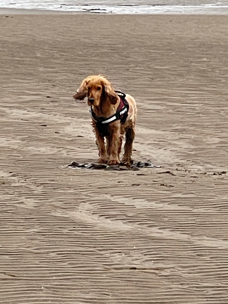 bailey_sprocker's tweet photo. Reminiscing good times last summer https://t.co/J6qud0Uuz9