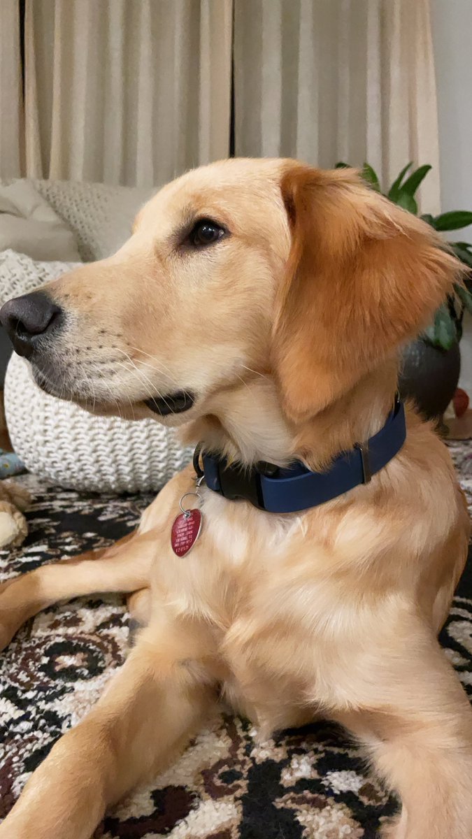 julia_bud's tweet photo. @dog_rates https://t.co/530lNnQQT0