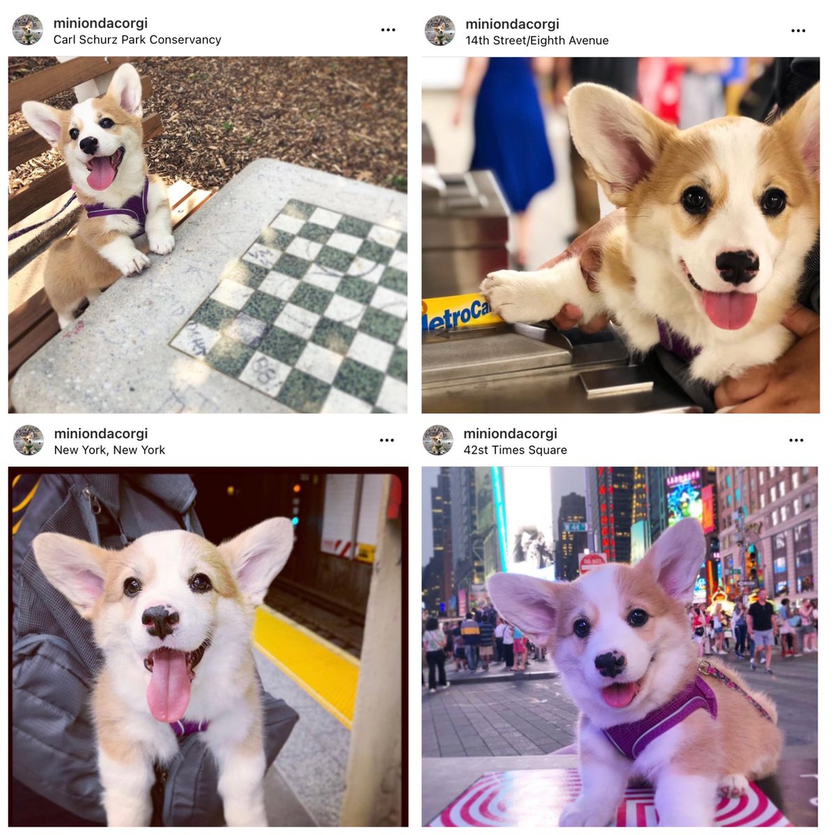 nicolebugge's tweet photo. @dog_rates Smol stumps, big city! https://t.co/IZxCu15YSj