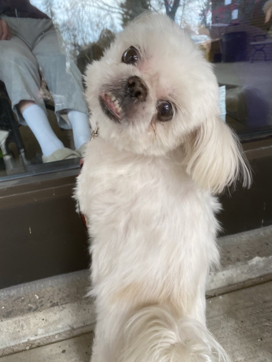 SJAtherapydog's tweet photo. #NationalPuppyDay2021 🐶 smile 🥰
#WindowVisits #LTC #TherapyDog https://t.co/6HZf7xHeRs