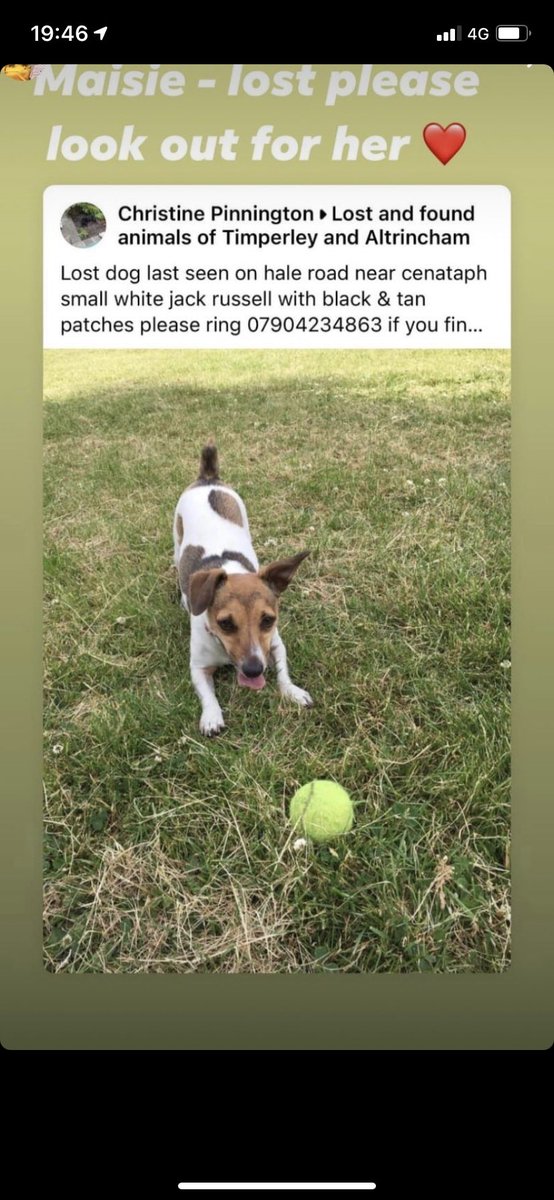 Maisey went missing in Hale today, she’s very timid.. her mum is in hospital 😥 Missing from long-hey field at approx 10am today. Please share <a href="/altrinchamtoday/">Altrincham Today</a> <a href="/altrinchamhq/">Altrincham HQ - Social Media Marketing in Manc</a> <a href="/altichamber/">Altrincham & Sale Chamber Of Commerce</a> <a href="/AltrinchamBuzz/">Altrincham Buzz</a> <a href="/Altrinchamduck/">Altrincham Duck</a> <a href="/HaleAltyLife/">Hale&AltrinchamLife</a> <a href="/HaleCivicSoc/">HaleCivicSociety</a> <a href="/MessengerNews_/">The Messenger</a> <a href="/DogLostUK/">DogLost</a>