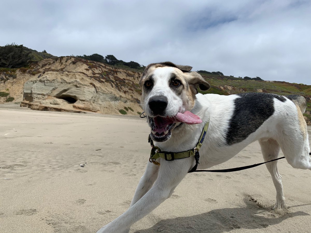 SherrySuisman's tweet photo. @dog_rates This is Tully https://t.co/dwHJEy6er9