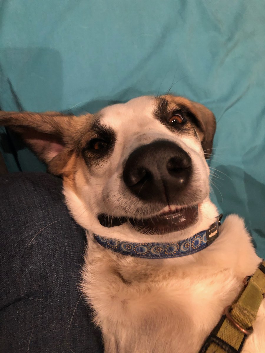 SherrySuisman's tweet photo. @dog_rates This is Tully https://t.co/dwHJEy6er9