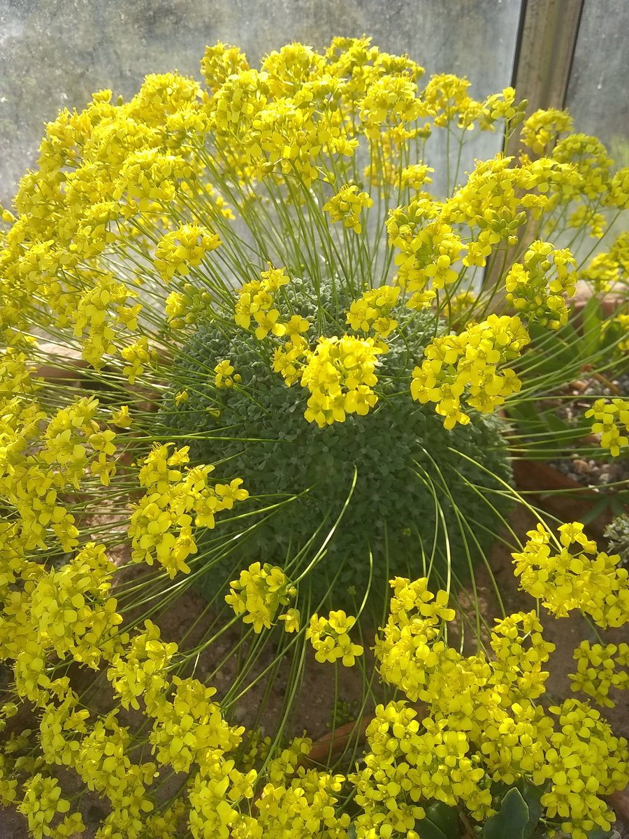 StephenShelle20's tweet photo. Rock plants in flower @AlpineGardenSoc this one is a Draba https://t.co/U3QjSZMVaV