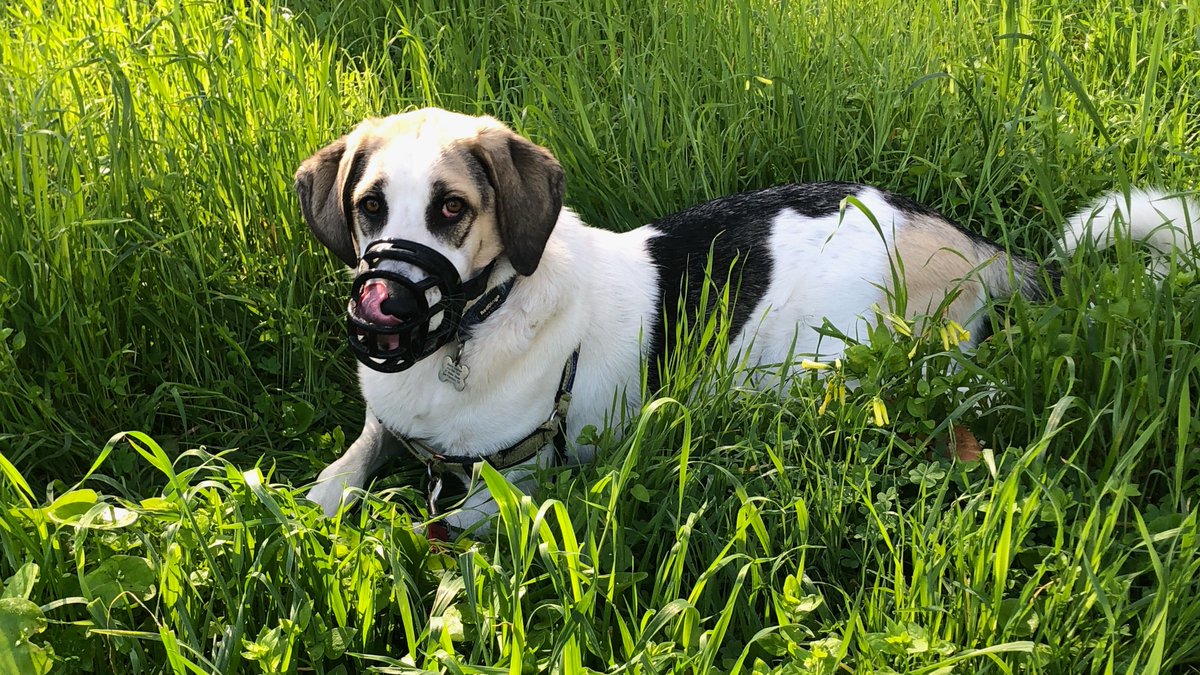 SherrySuisman's tweet photo. @dog_rates This is Tully https://t.co/dwHJEy6er9