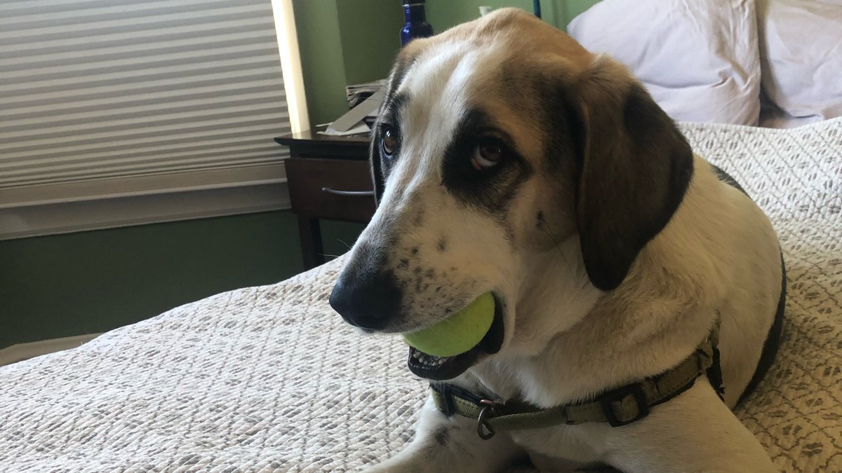 SherrySuisman's tweet photo. @dog_rates This is Tully https://t.co/dwHJEy6er9