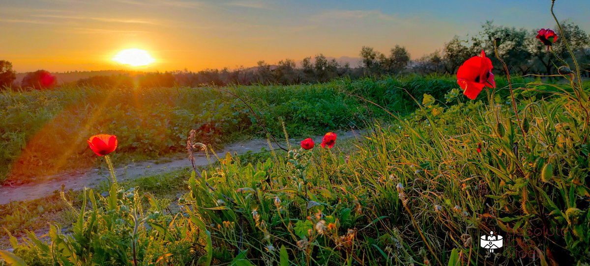 FotoAbsolute's tweet image. #Sunset #Ocaso #Peralada #Catalunya @Emp_Castello #Amapolas @ajperalada @CasinoPeralada @HotelPeralada @Realme #RealmeX3SuperZoom #MobilePhotography