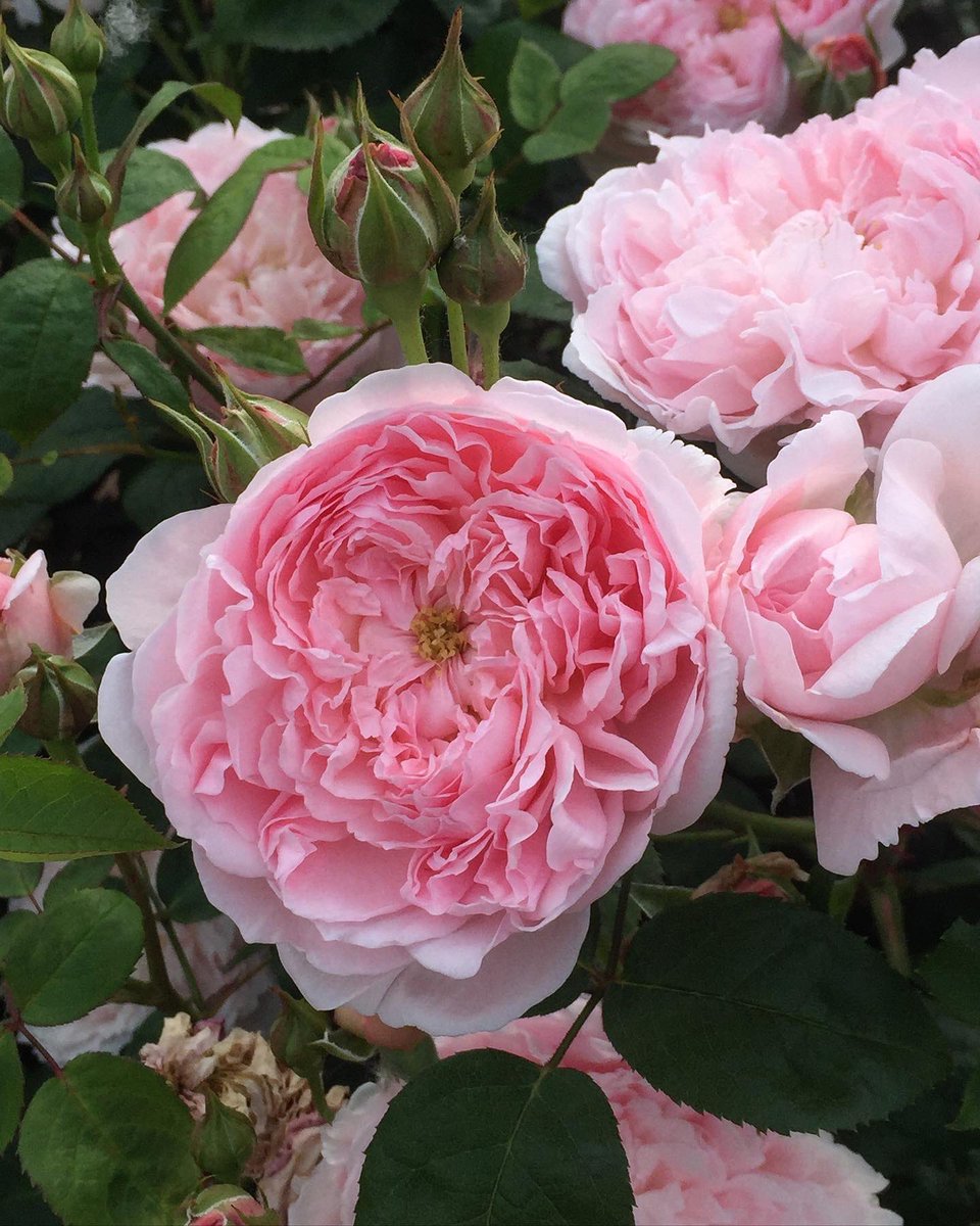 雪兎 夏菜子推しはもっ黒ニナル果て おはようございます 今日のバラは エグランタイン です エグランタイン は1994年以前にイギリスのデビッド オースチンさんによって作出されたイングリッシュローズで樹形はシュラブです