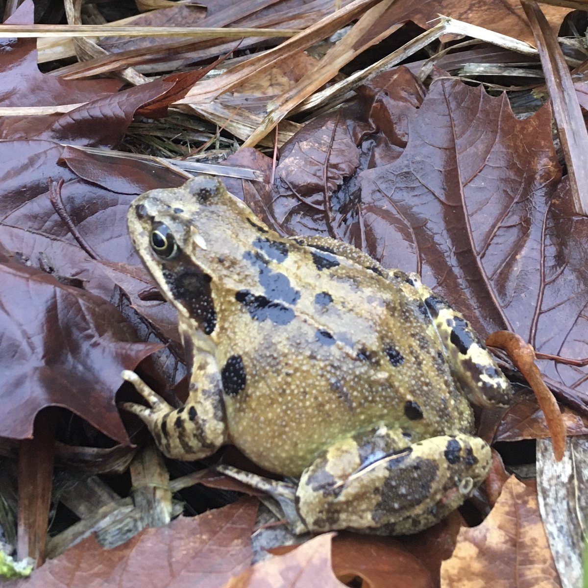 essentho_muehle's tweet photo. Diesen #Grasfrosch haben wir in der letzen Woche morgens auf der Straße an unserer Scheune entdeckt und zu seinem Laichgewässer gebracht. Sobald die nächtlichen Temperaturen steigen wird die #Amphibienwanderung richtig los gehen. Nehmt bitte Rücksicht auf die lieben #Lurche! 🦎🐸 https://t.co/lK14k4bACy