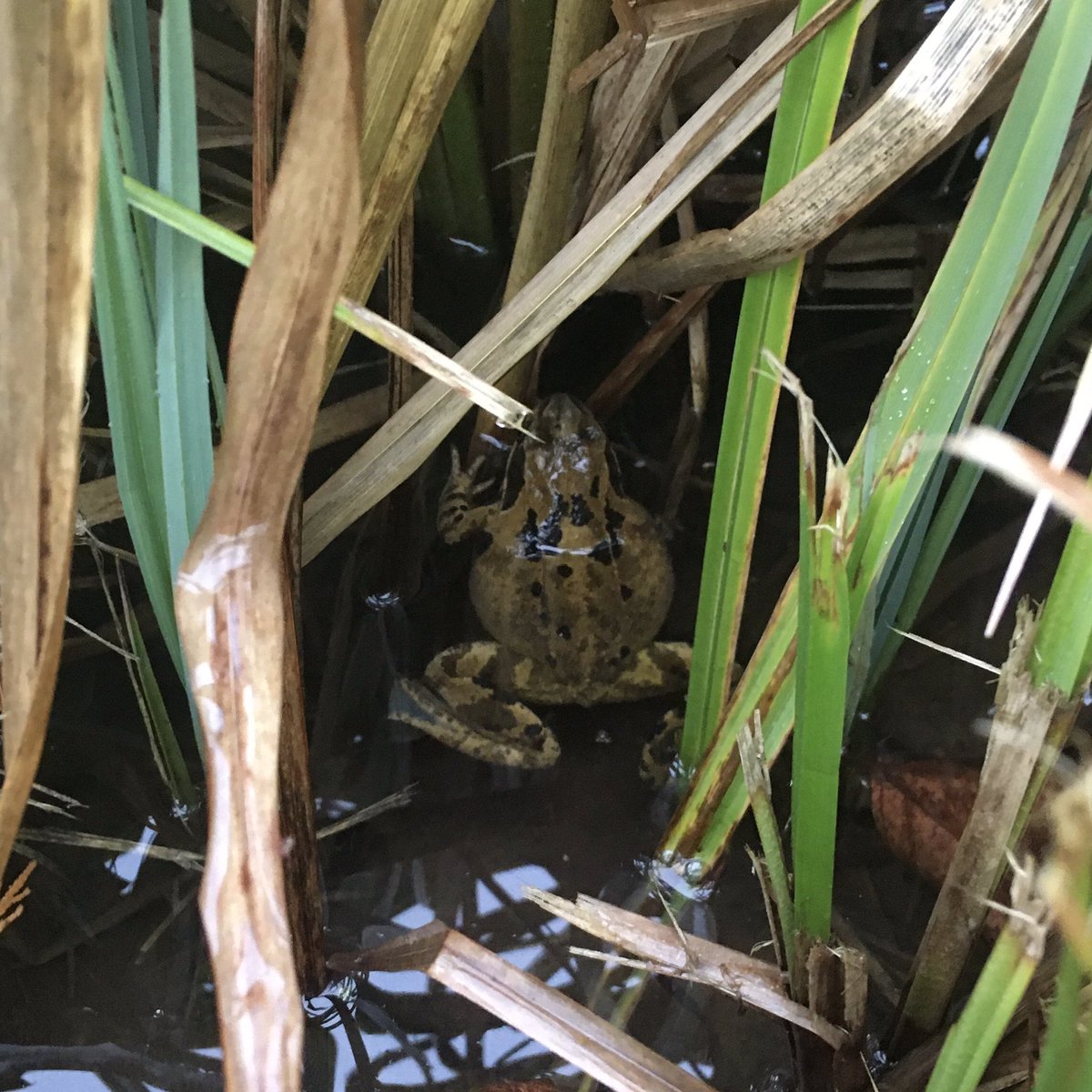 essentho_muehle's tweet photo. Diesen #Grasfrosch haben wir in der letzen Woche morgens auf der Straße an unserer Scheune entdeckt und zu seinem Laichgewässer gebracht. Sobald die nächtlichen Temperaturen steigen wird die #Amphibienwanderung richtig los gehen. Nehmt bitte Rücksicht auf die lieben #Lurche! 🦎🐸 https://t.co/lK14k4bACy