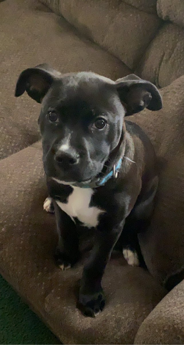 MadisonWyant7's tweet photo. @dog_rates https://t.co/t8rp9XUr8q