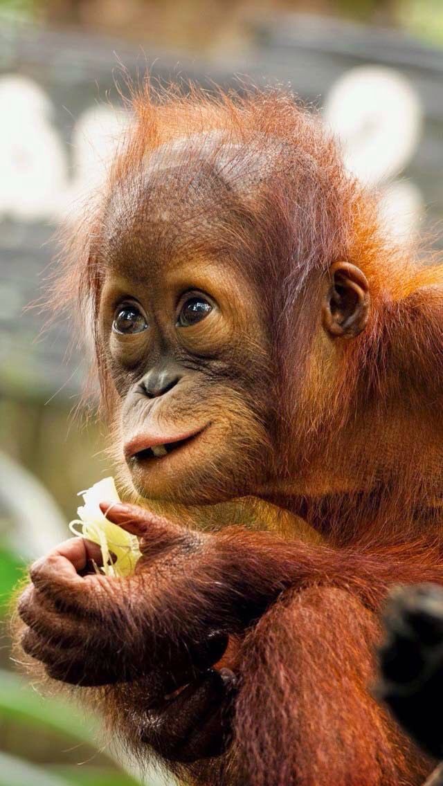 Happy birthday to Damon Albarn, pictured here 