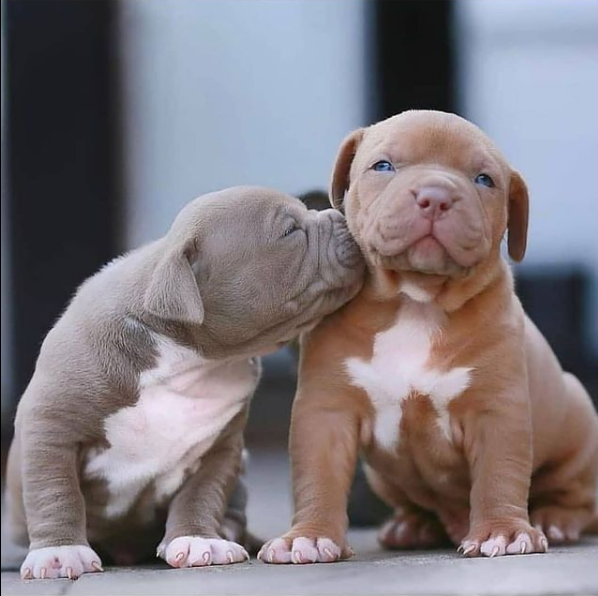 What would you caption this? 😂 #pitbull #Pitbulls #pitbulllovers #pitbullmoms #americanbully #pitbullterrier #Dog #dogs #pets #coronavirus #Erika #partner #tuesdayvibe #tuesdaymotivations