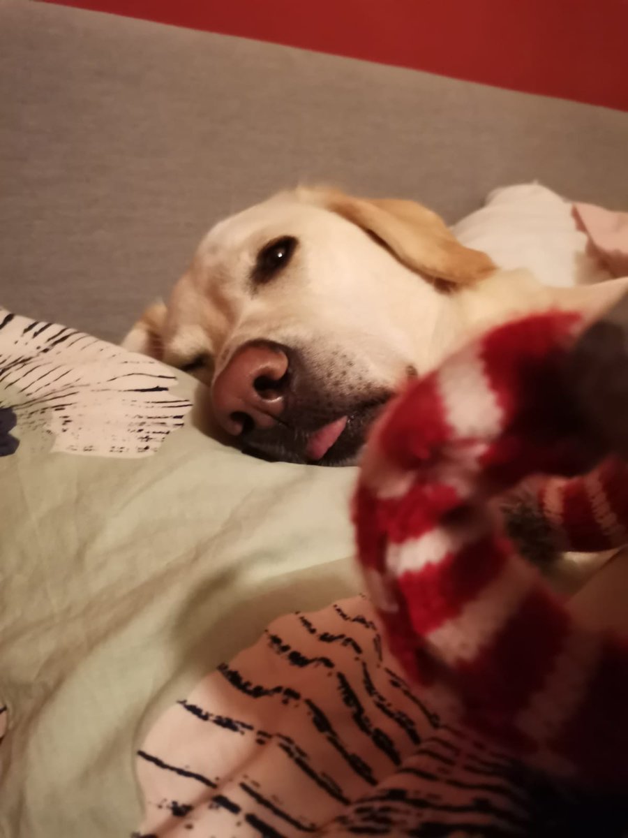 BeeJaques's tweet photo. @dog_rates https://t.co/RffZLGu8CL