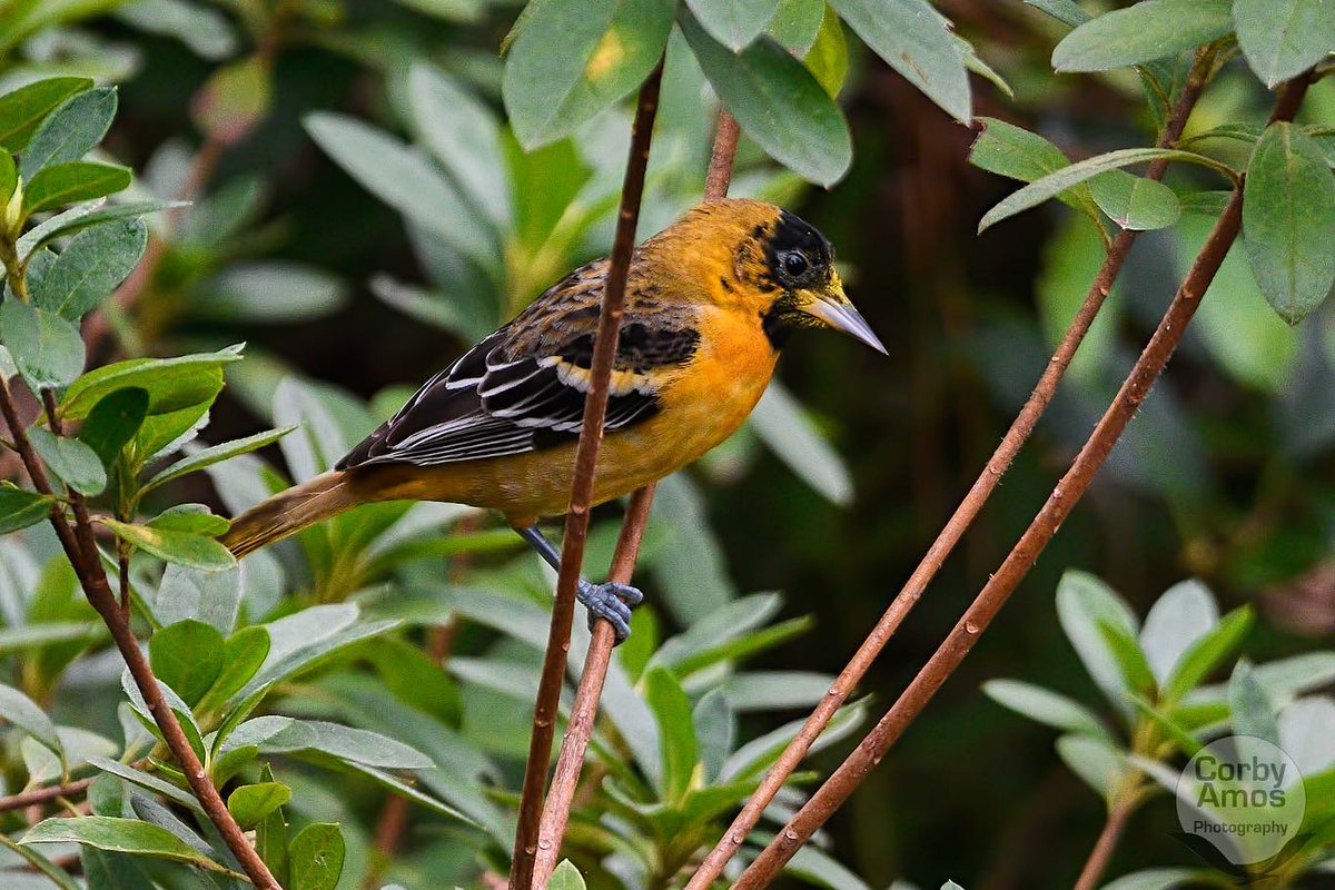 CorbyAmos's tweet photo. The two female Orioles are still here. Love it!! More pics to come.
.
.
#birdphotography #birdphoto #birdphotos #birdsofinstagram #backyardbirdfeeder #virginia #nikond500 #sigmale...
https://t.co/mqxyyTehjg via https://t.co/64XVSOQGOa https://t.co/CWJ1BmY11m