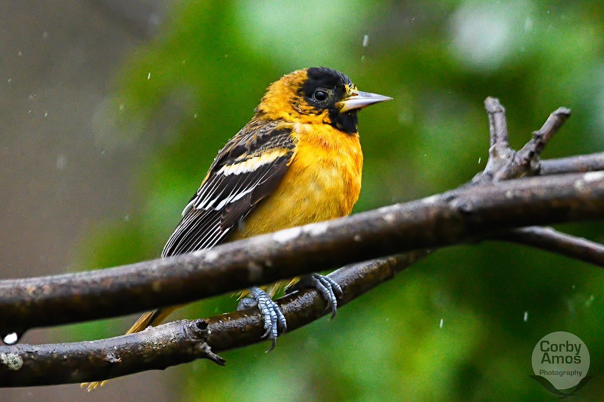 CorbyAmos's tweet photo. The two female Orioles are still here. Love it!! More pics to come.
.
.
#birdphotography #birdphoto #birdphotos #birdsofinstagram #backyardbirdfeeder #virginia #nikond500 #sigmale...
https://t.co/mqxyyTehjg via https://t.co/64XVSOQGOa https://t.co/CWJ1BmY11m