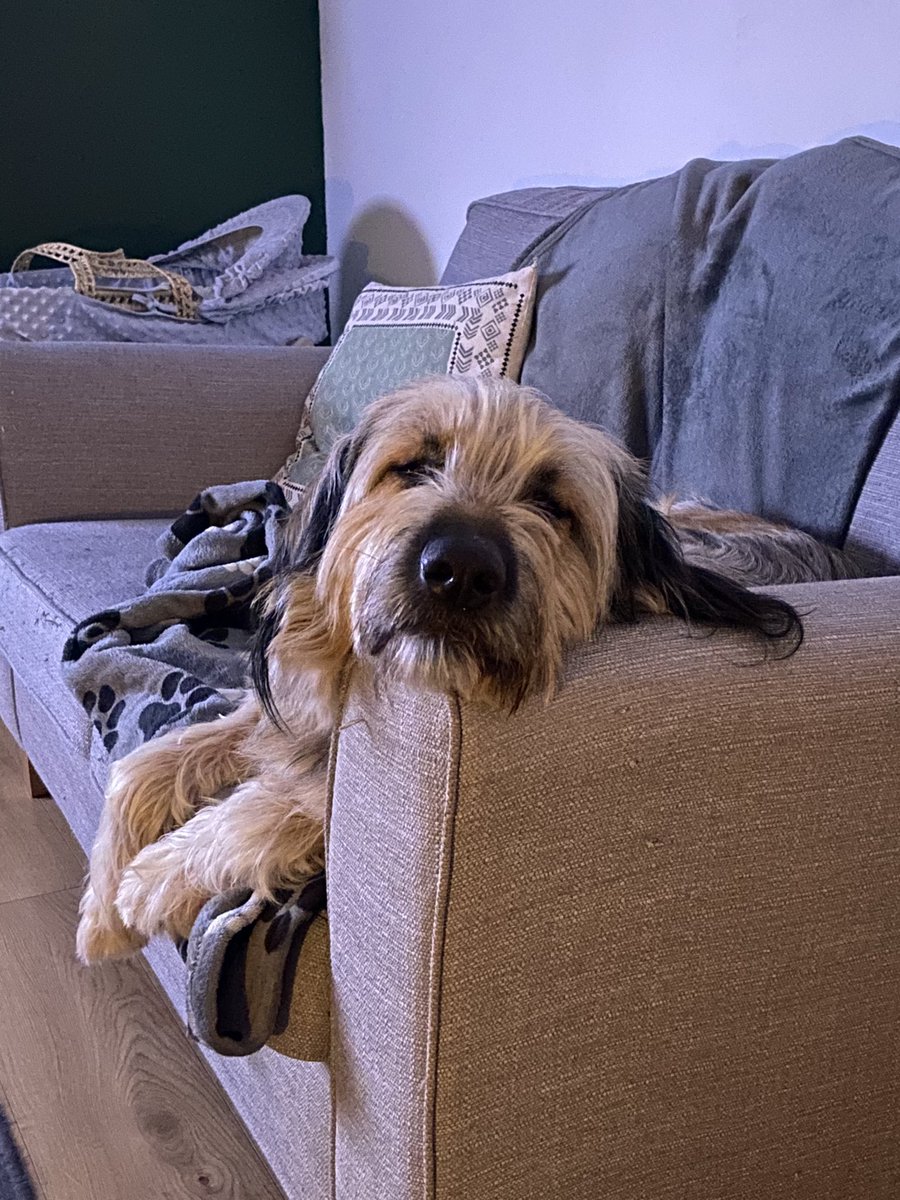 ruby_hudson24's tweet photo. @boohoo My big little rescue puppers (Lennon &amp; Roman) from Romania 🥰❤️ https://t.co/eKPHBEBFos