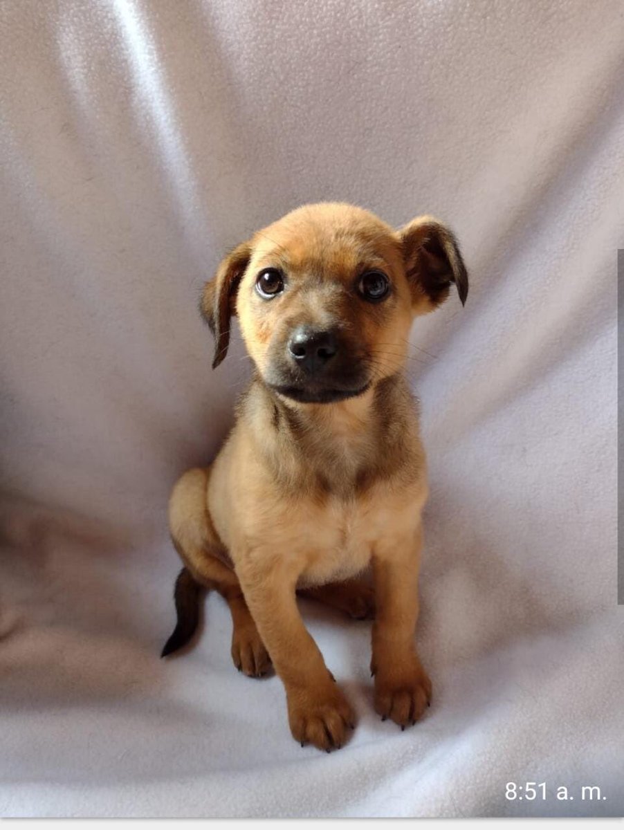 caroramirezquin's tweet photo. Perritas de tres meses buscan hogar en Bogotá contacto Mónica, por Whatsapp: 301 4170038 https://t.co/78Y8NzdEWN