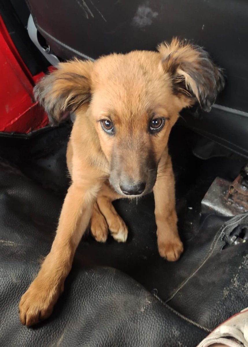 caroramirezquin's tweet photo. Perritas de tres meses buscan hogar en Bogotá contacto Mónica, por Whatsapp: 301 4170038 https://t.co/78Y8NzdEWN
