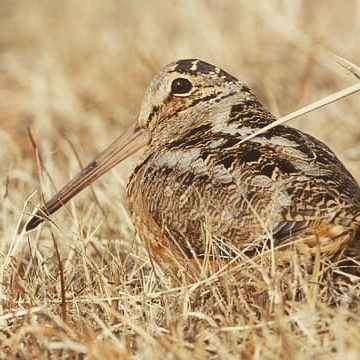 Grab your binoculars and go out to look for American Woodcock! These small shorebirds have a beautiful spring mating display. Catch them on calm, clear nights just after sunset in fields and prairies #RRWC #timberdoodle #scolopaxminor