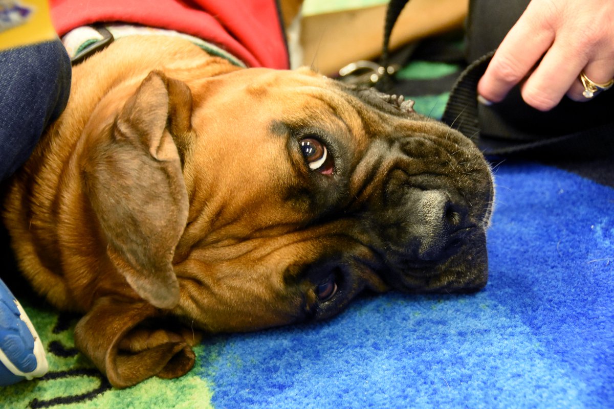 RETSDschools's tweet photo. It's National Puppy Day, so here's a throwback to some photos of Rosie the Reading Tutor Dog, who has captured many a heart here in RETSD. She even got her own ID! #NationalPuppyDay2021 https://t.co/ouJ4OPjrrQ