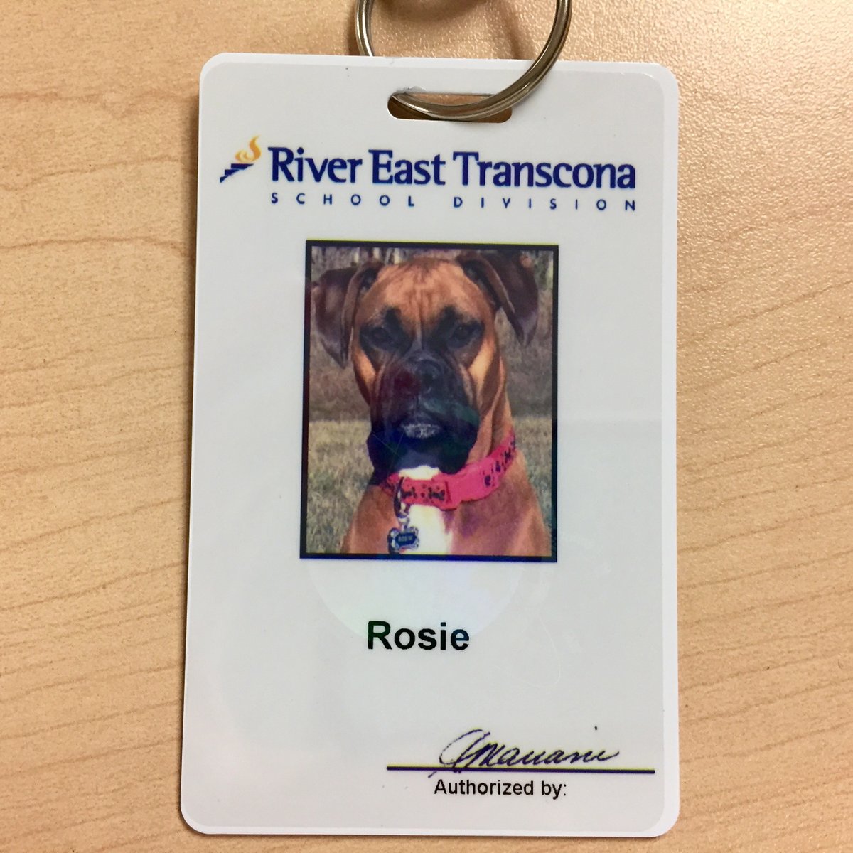 It's National Puppy Day, so here's a throwback to some photos of Rosie the Reading Tutor Dog, who has captured many a heart here in RETSD. She even got her own ID! #NationalPuppyDay2021