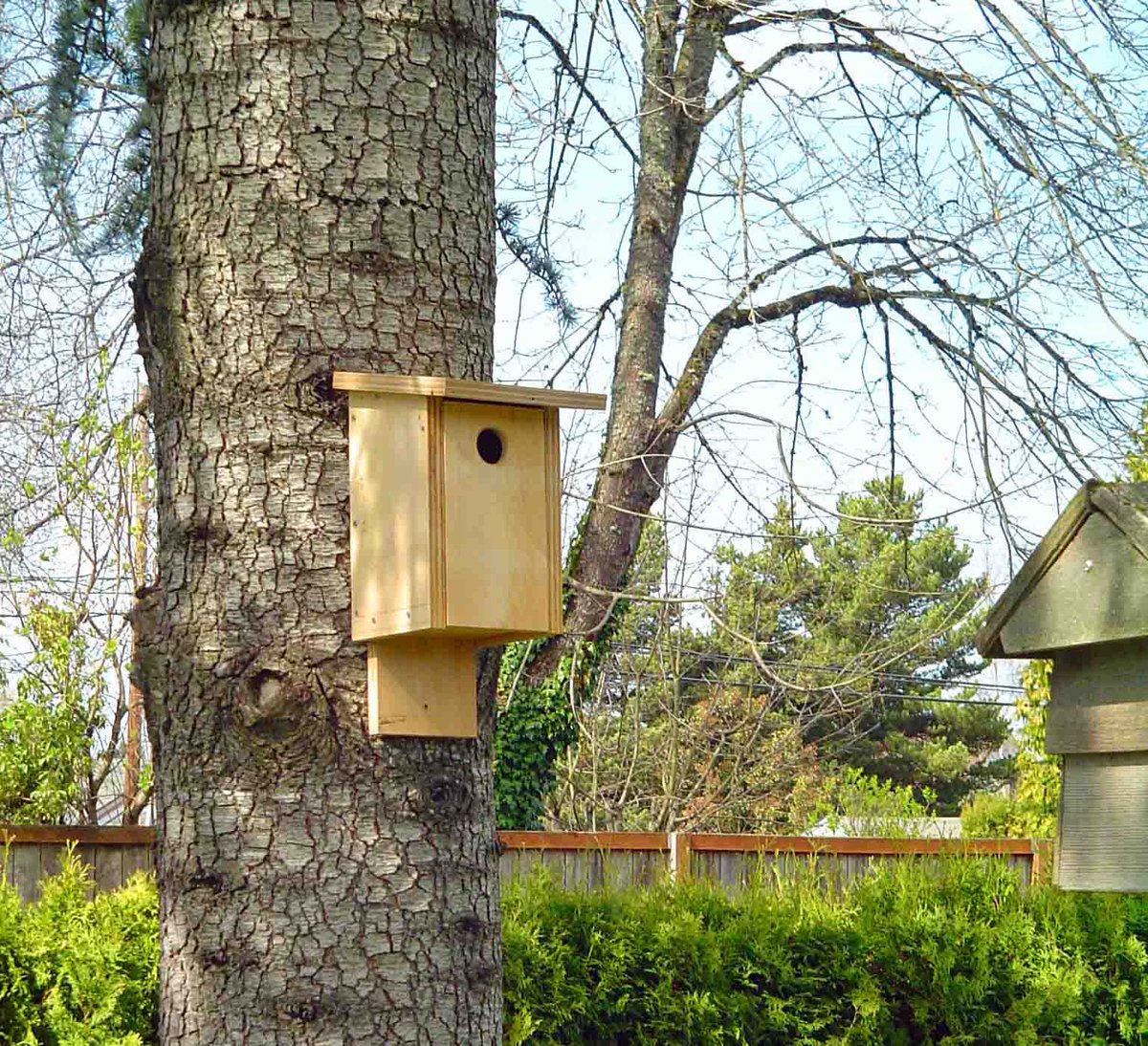 Jayingee's tweet photo. bird houses are like piercings for trees https://t.co/ENphbmznQs