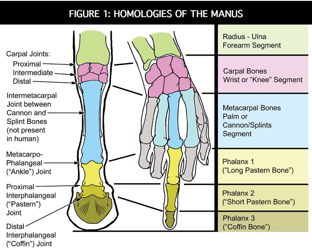 if you wanna get kinda weirded out this part(circled in red) is akin to the human palm 