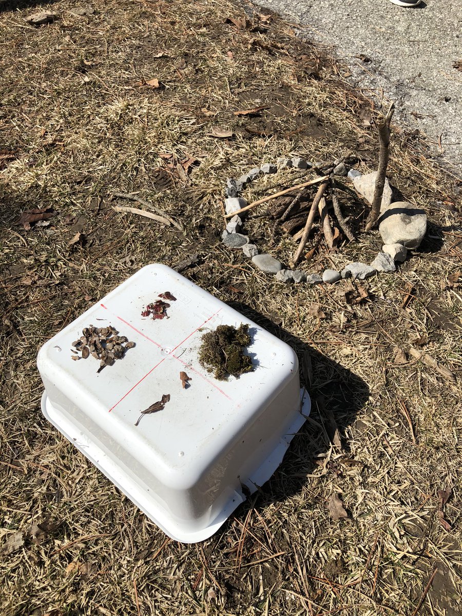 Ss making Balanced Nutrition Meal Plates using natural loose parts from our school yard. One group even made a campfire to cook their imaginary food 🥘 <a href="/JpsTdsb/">West Rouge JPS TDSB</a> <a href="/murphytdsb/">m_murphyTDSB</a> <a href="/LC3_TDSB/">TDSB LC3</a> <a href="/TDSB_LN16/">John Currie</a>