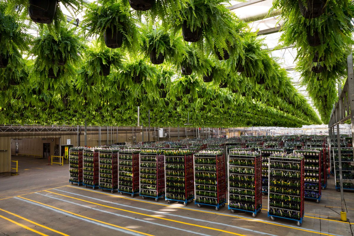 During our Spring season, we ship out an average of 350,000 hanging baskets per week! Most of these baskets hang in our overhead growing space while they mature into beautiful plants. 
#getoutandgrow
#grownfreshforyou 
#aroundthegreenhouse