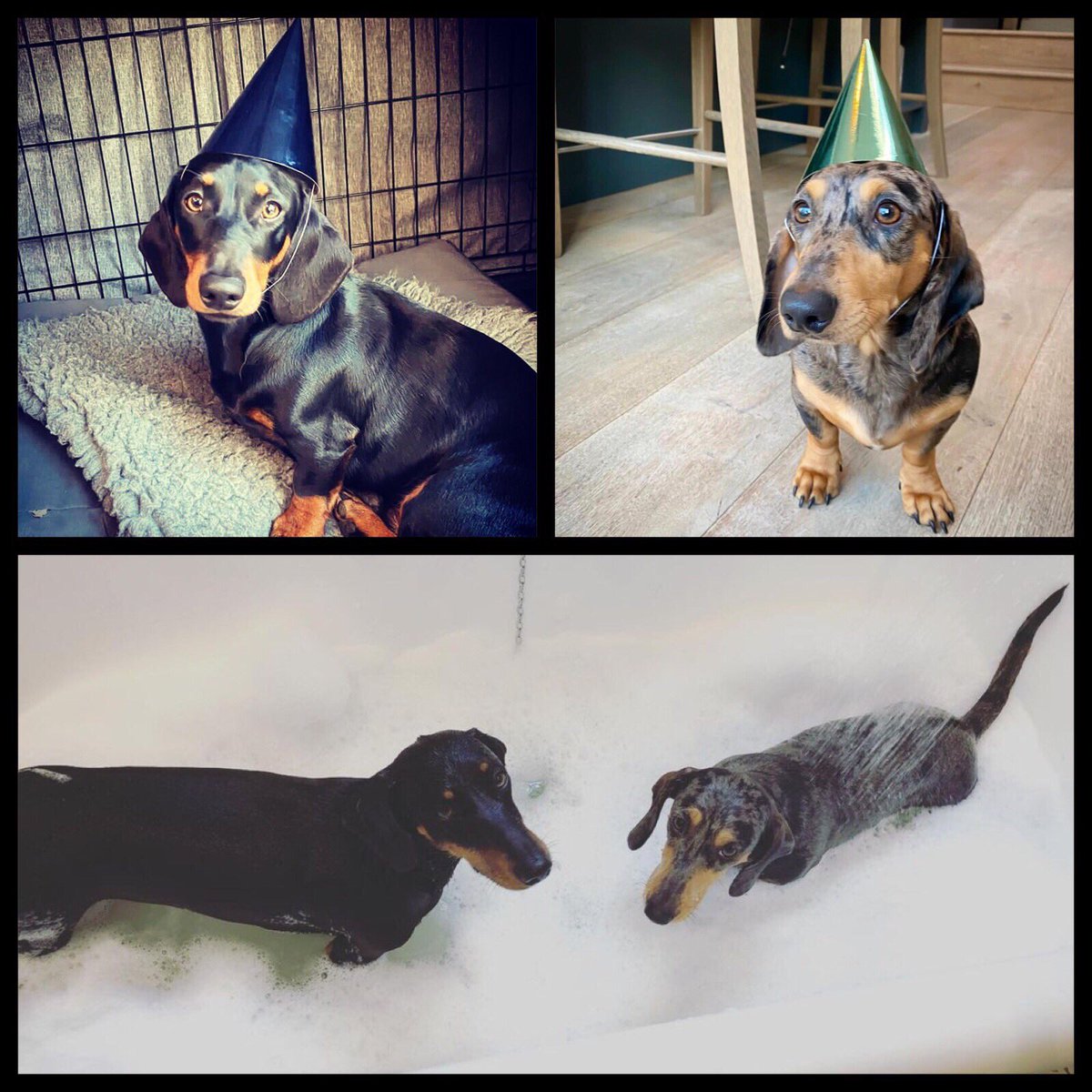 debrapalermo's tweet photo. I cannot handle how cute Suranneโs 1 year old birthday sausages are! I MEAN COME ON! ๐ญ๐ญโฅ๏ธโฅ๏ธ๐ถ๐ถ๐๐ #SuranneJones #SurannesSausages #CutestPups #LuckyPups #HappyBirthday https://t.co/WunKlKwKcY
