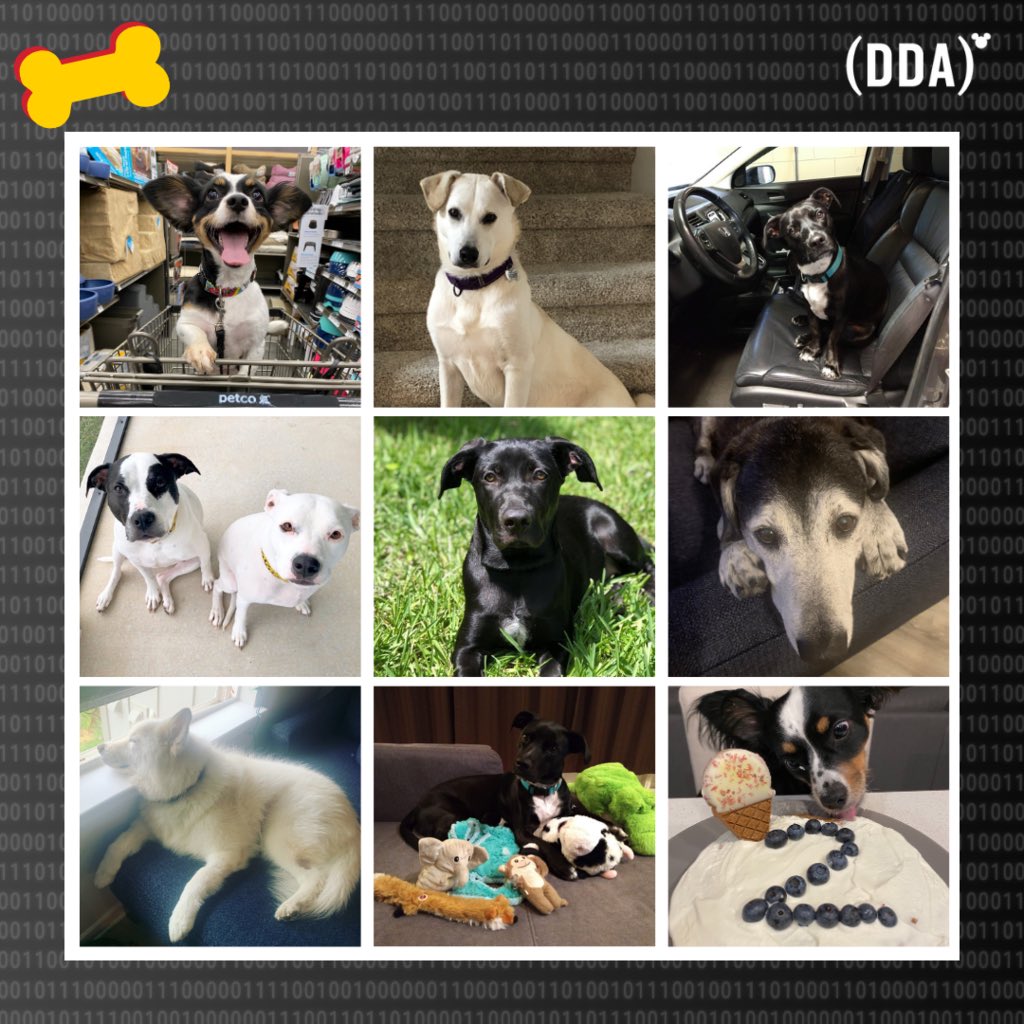 DDAConference's tweet photo. Happy #nationalpuppyday featuring a few of our furry office mates.  We love the joy they bring, and of course a well timed @zoom meeting interruption. #disneydata #dogsofinstagram #disney #workfromhome #castmemberlife https://t.co/6h71MjXuSz