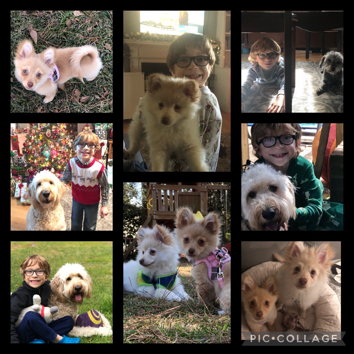 We became a 4 dog family this year after we adopted Barkley and Berkley from the humane society earlier this year! ❤️❤️ #furryfamilymembers #fuzzysiblings #NationalPuppyDay
