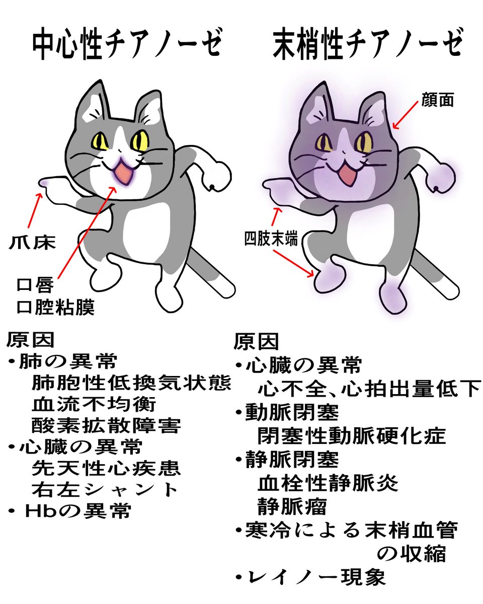 看護猫 On Twitter 思ったより薄い印象 現場猫 看護師 看護学生 看護師国家試験