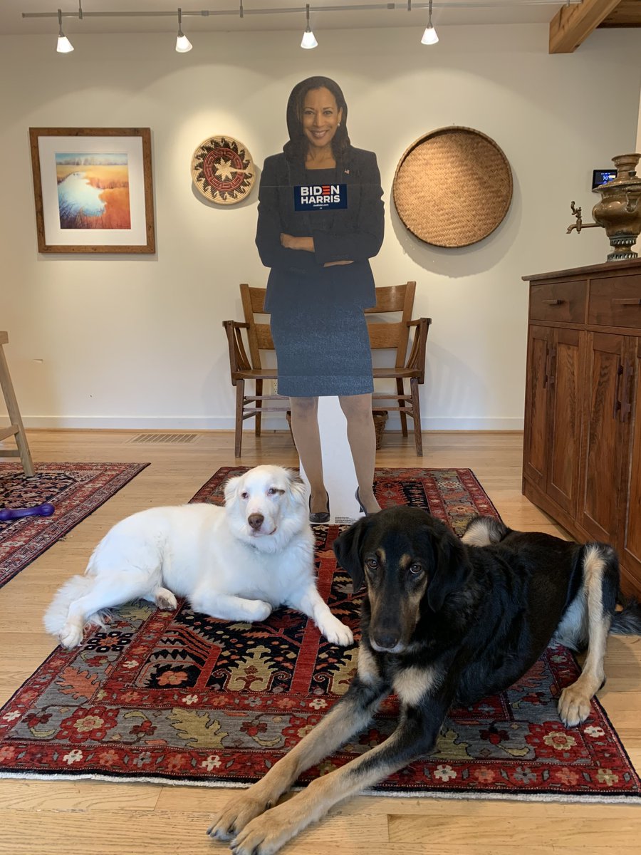 ORDems's tweet photo. Riley and Harry are very excited about @VP and can't wait for her to visit Oregon. #DemocraticDogs #NationalPuppyDay2021 https://t.co/sTSdYT1Nf6