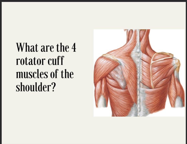 nwuatprogram's tweet photo. Trivia Tuesday!! How well do you know your anatomy? Comment the right answer for a chance to win a gift card!! 💵  @MAATAD5 @NATA1950 @NEWesleyan https://t.co/9GHyxmMenG