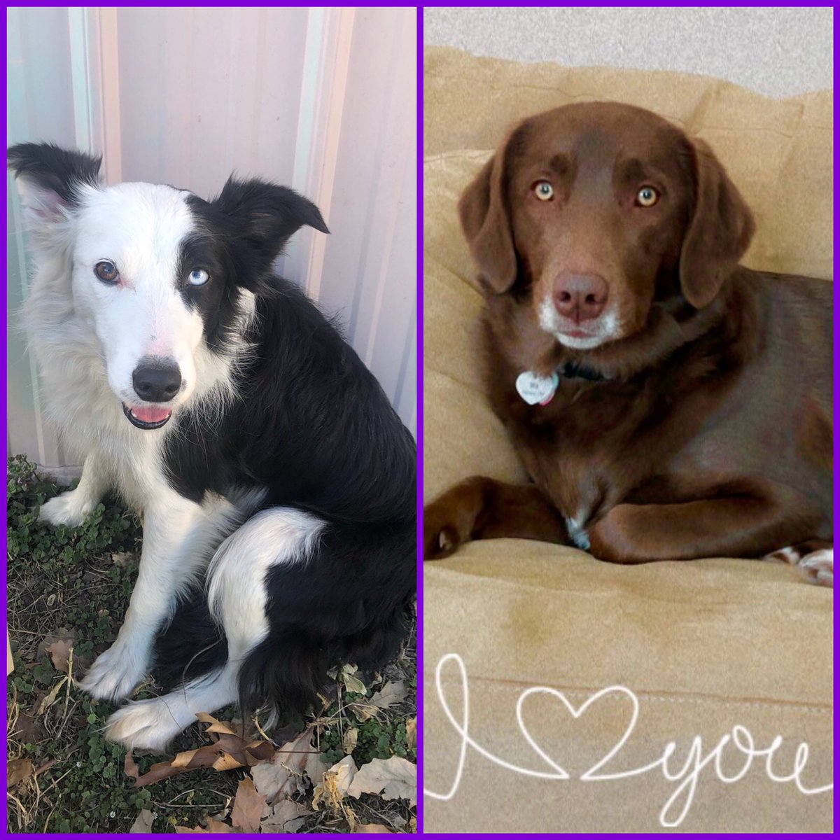 APK_PhD's tweet photo. Happy Puppy Day to these two dogs that keep us on our toes. 💜🐾
.
.
.
#nationalpuppyday #aussiedor #australianshepherd #labrador #goosedog #bordercollie #golfcoursedog #workingdog #dogsarefamily #mycuddlebuddy https://t.co/7tZjp8V1jB