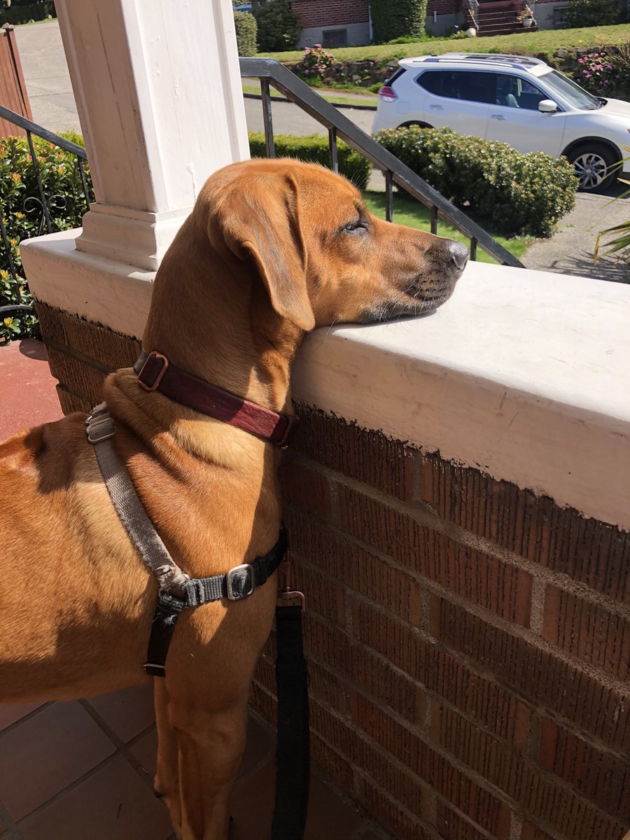 BakerIsland1's tweet photo. #dogsoftezos Luna basking in the sun! https://t.co/k3qfQWhth4