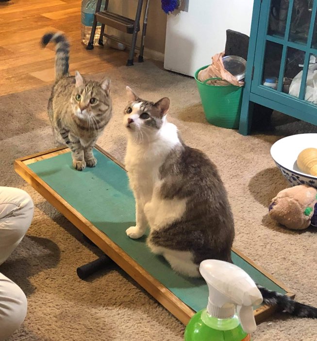 KatBoniface's tweet photo. I was working with Flora on the preschool version and Abdiel insisted it was his turn. So of course Octavian wanted in, too.
#academicswithcats #academicswithdogs #dogagility #catagility #cats https://t.co/MFTFrDpjZ2